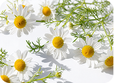 Chamomile
