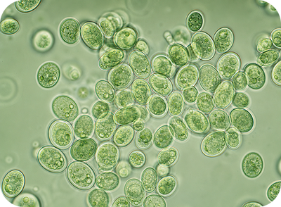 Brewer’s yeast
