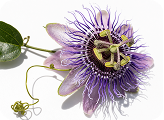 Passion flower